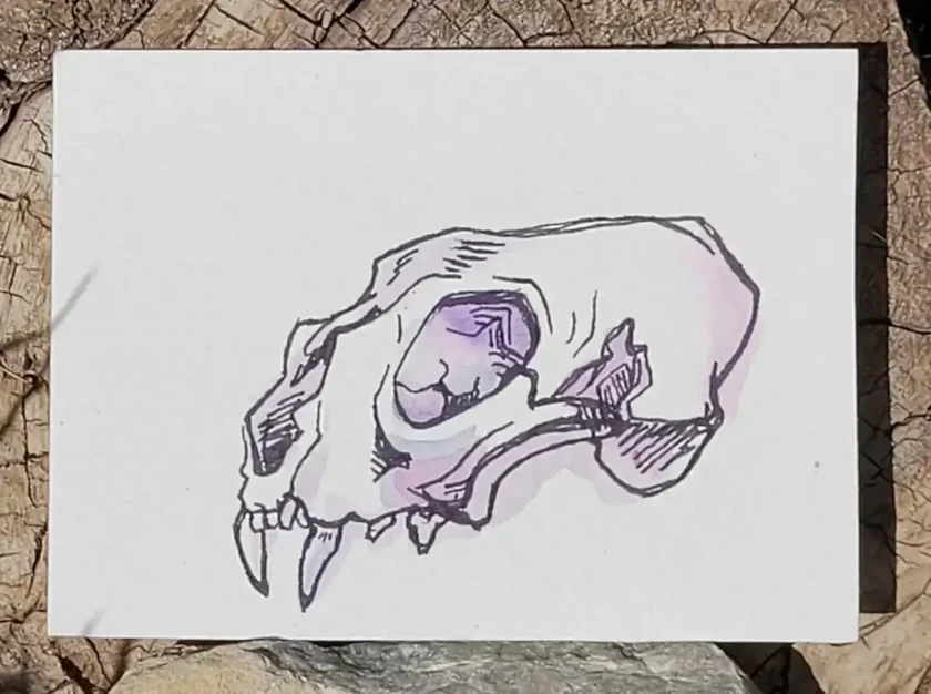 watercolor and ink cat skull