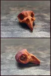 bird skull