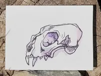 skull