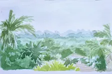 palm trees