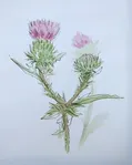 thistle