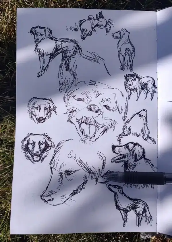 Sketchbook page full of quick pen sketches of a shaggy dog.