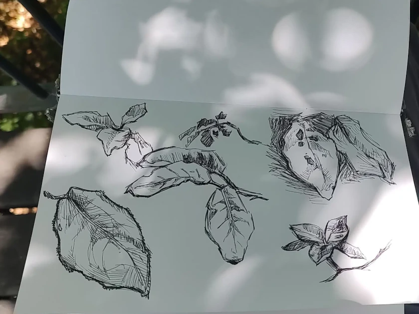 Some ink sketches of leaves.