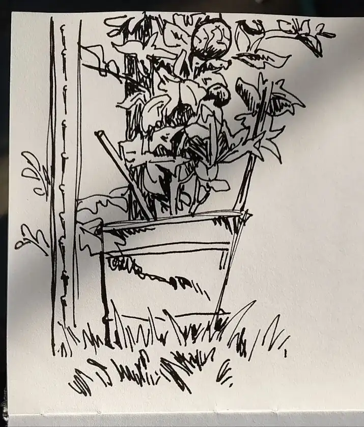 Black and white sketch of a tomato plant